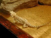 Lizard.jpg