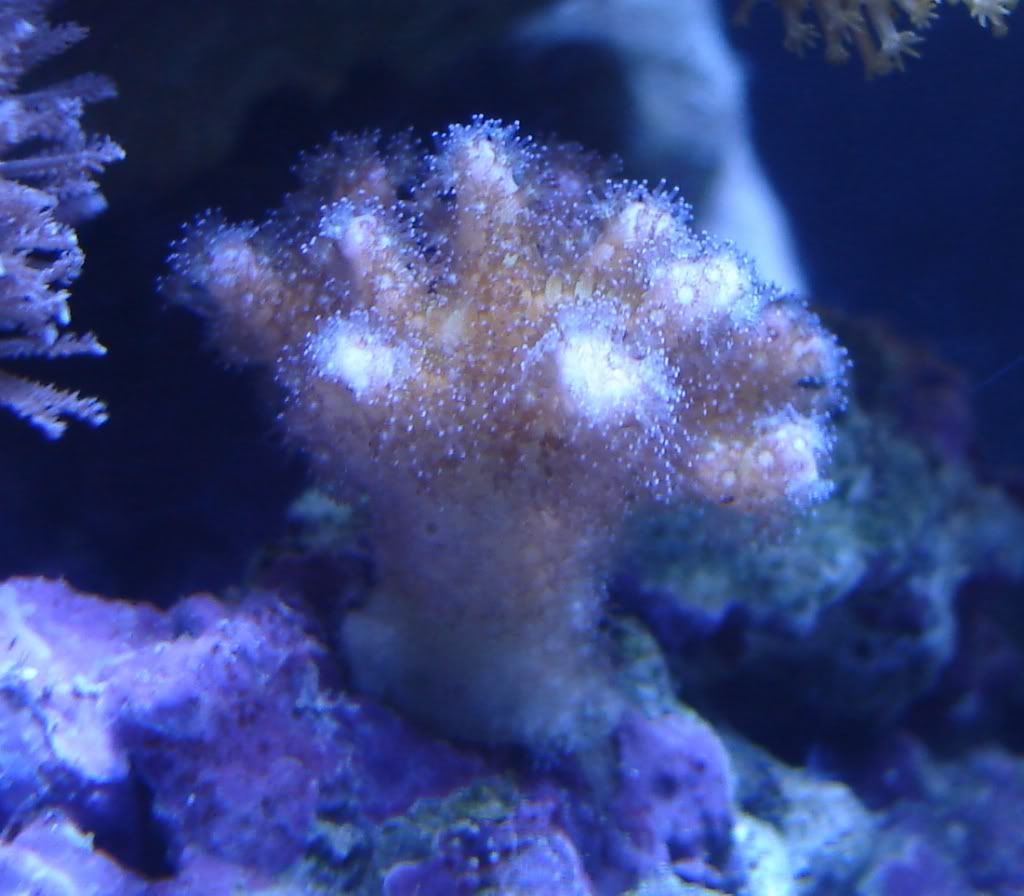 01-25-07PinkPoci.jpg