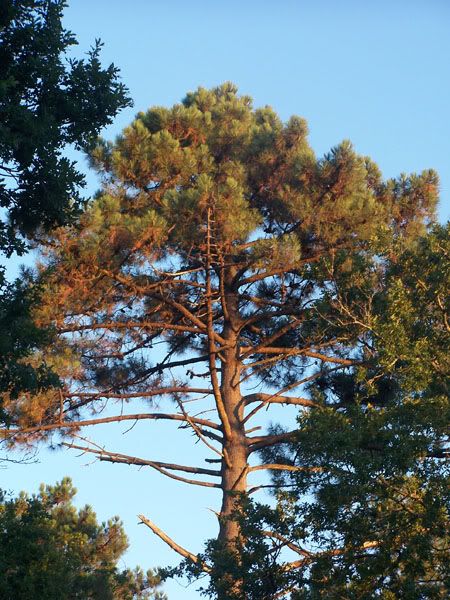 redwoodtree.jpg