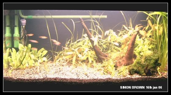 plantedtank16thjan06.jpg