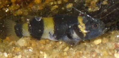 goby6.jpg