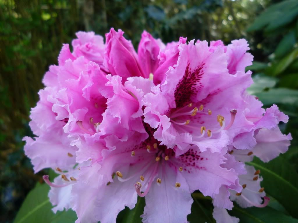 P1050187.jpg