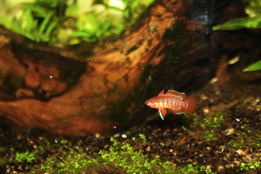 fishpic1.jpg