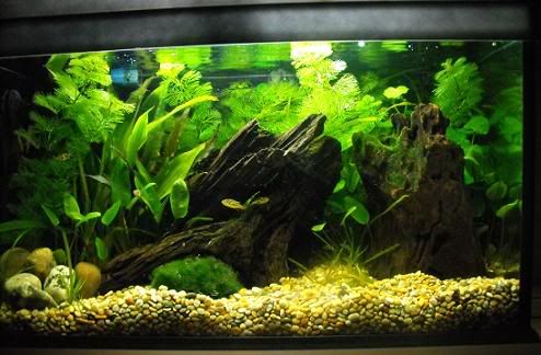 puffertank.jpg