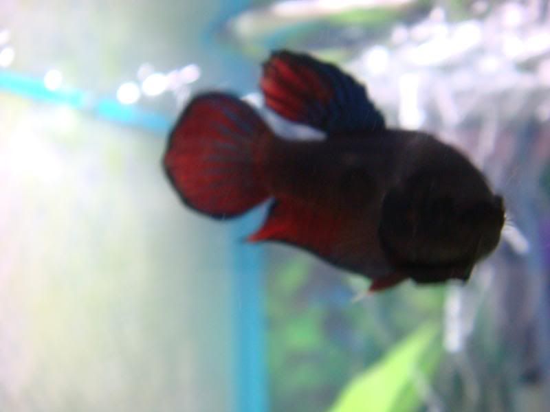 fish058.jpg