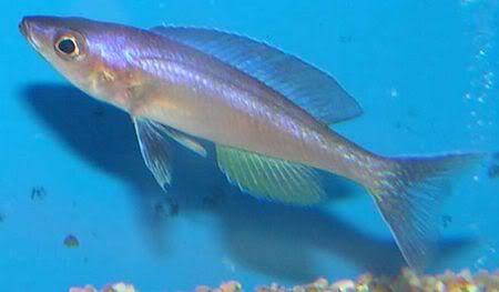 Cyprichromis_leptosoma.jpg