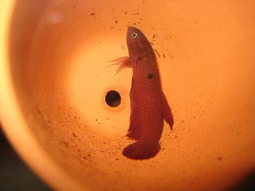 Fish665.jpg