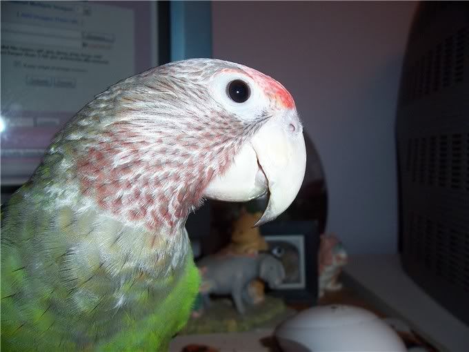 2786jakecloseup.jpg