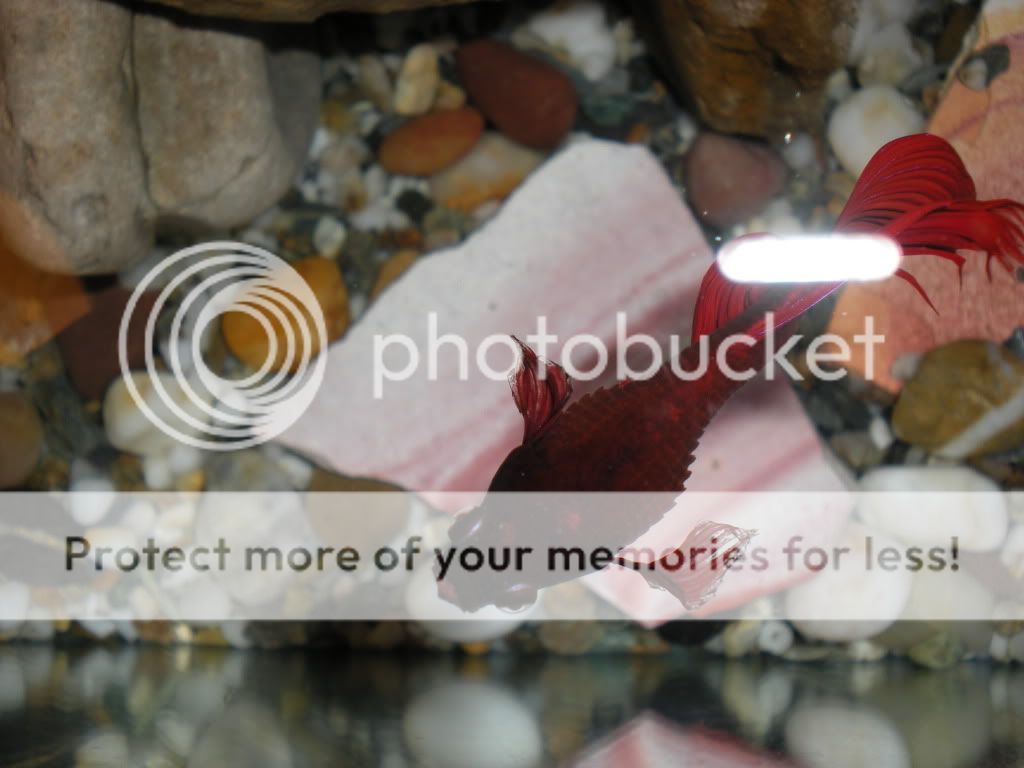 DSCN1144.jpg