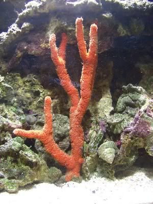 RedTree.jpg