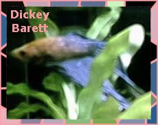 dickey3.jpg