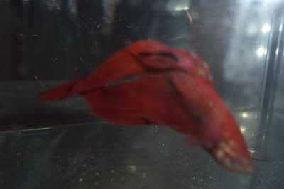 redfish.jpg