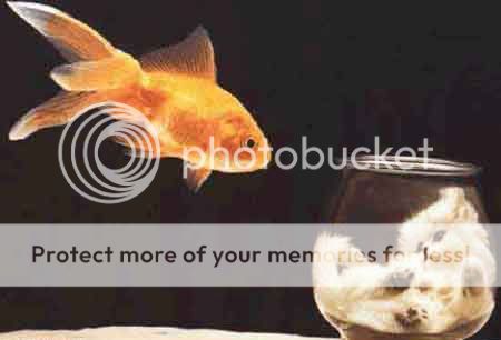 fishcat.jpg