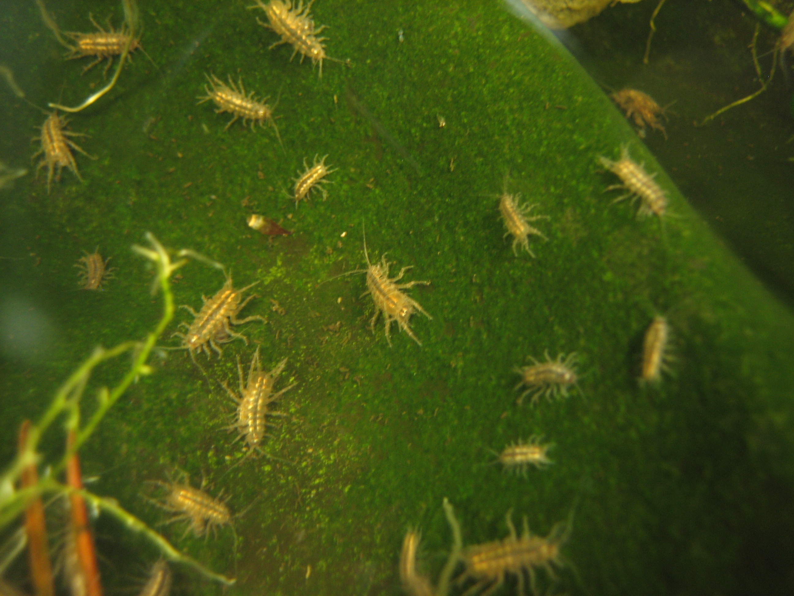 Asellus_aquaticus.jpg