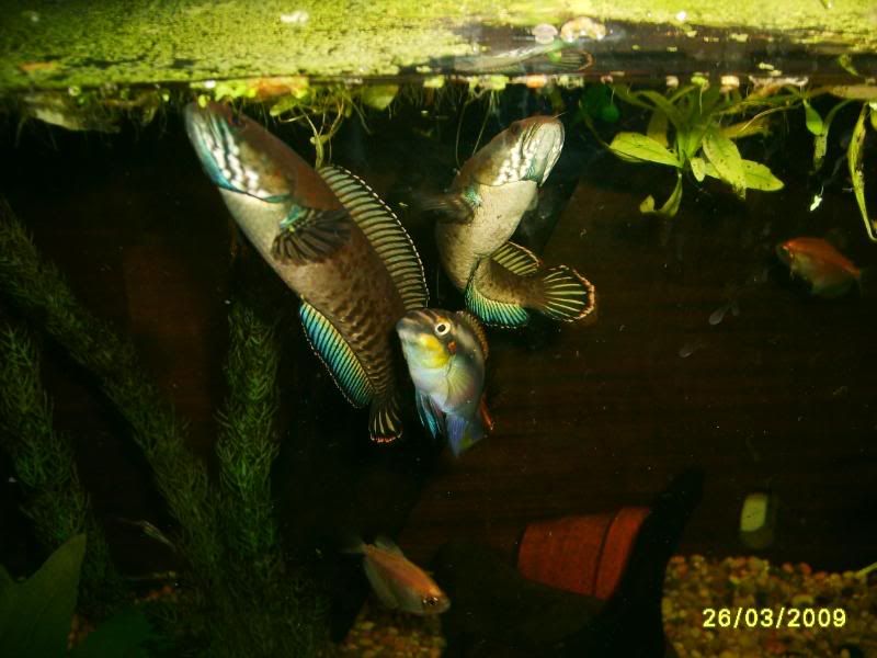 S5003041.jpg