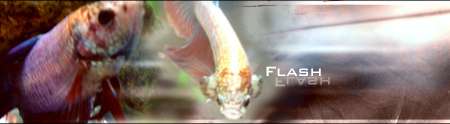 flashbettasignz8.jpg