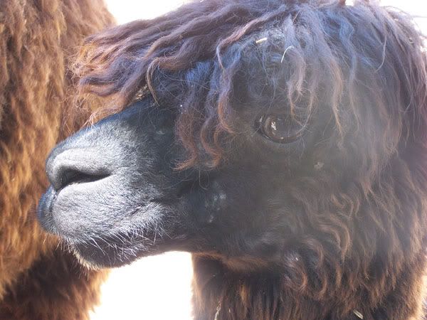llama.jpg