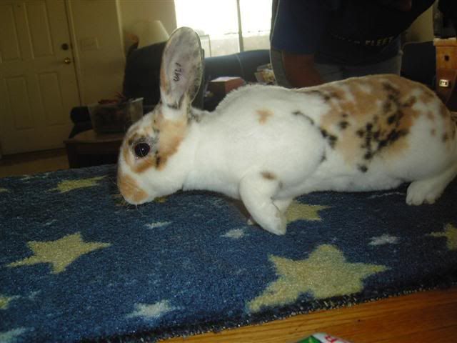 Picture026Small.jpg