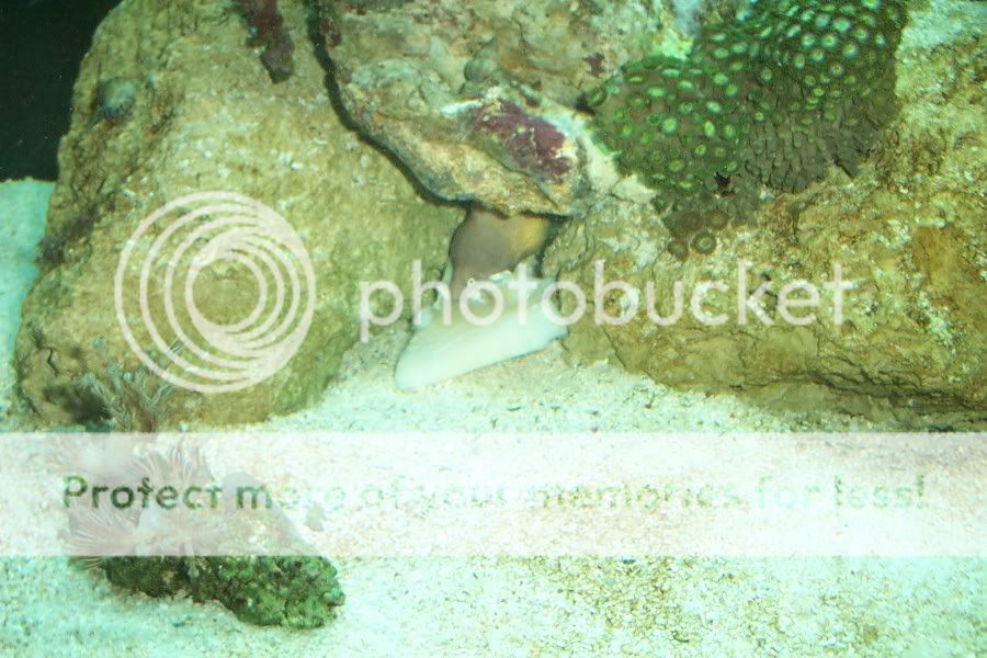 PiranhasandNewfish093.jpg
