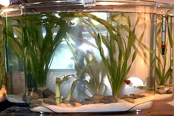 breeding_tank.jpg