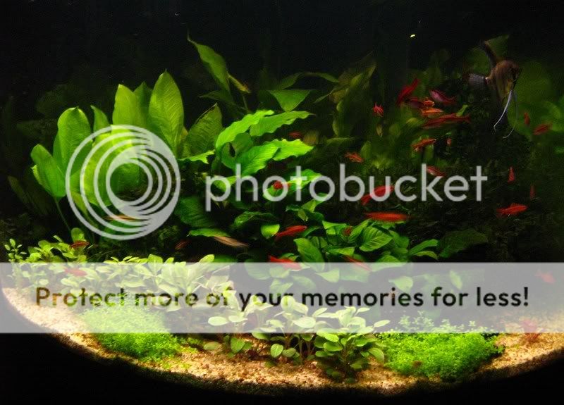 December28thtankpictures011.jpg