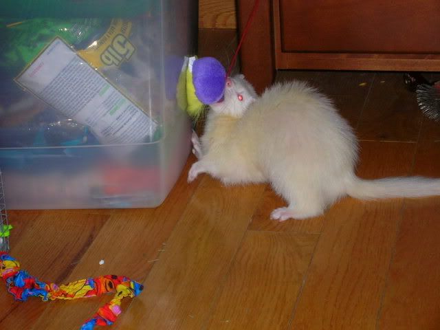 fuzzies069.jpg