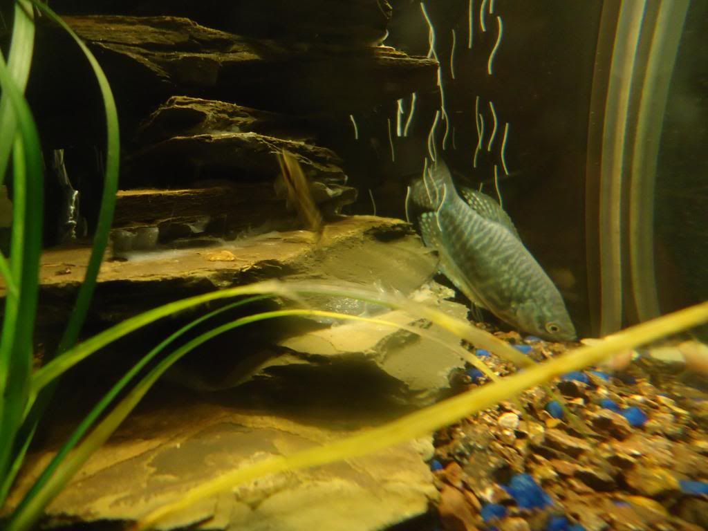 FishPics112_zps4a4fbfcc.jpg