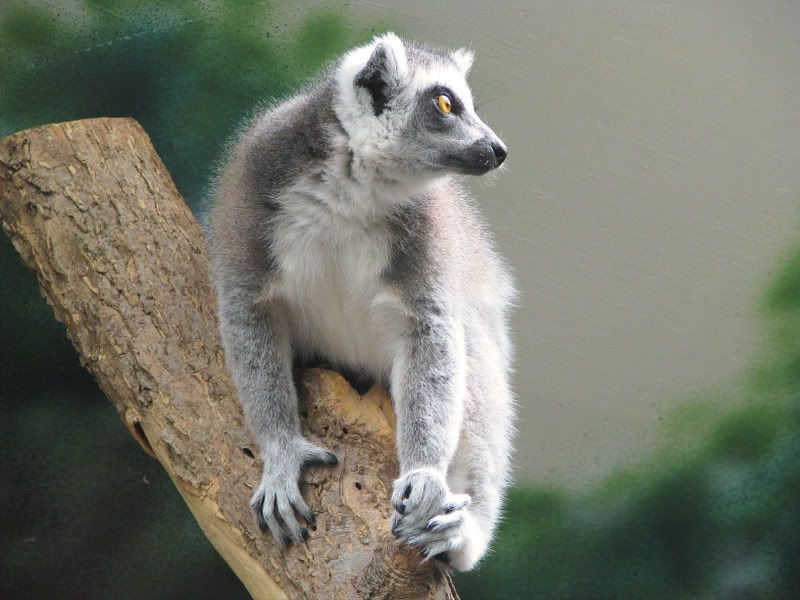 RingtailLemur3.jpg