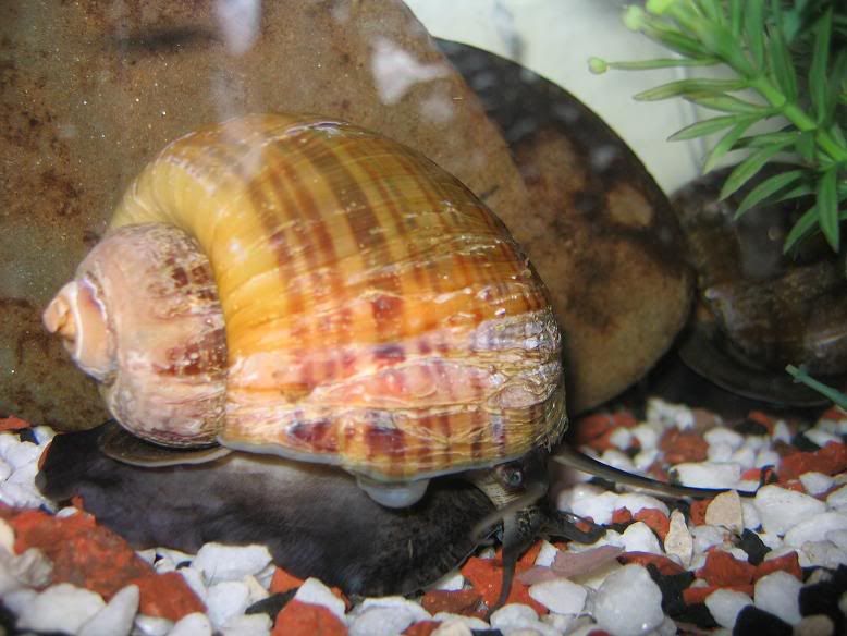 snails002.jpg