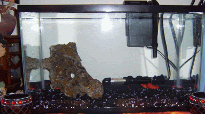 Tank2Day1.gif