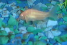 AlbinoCory.jpg