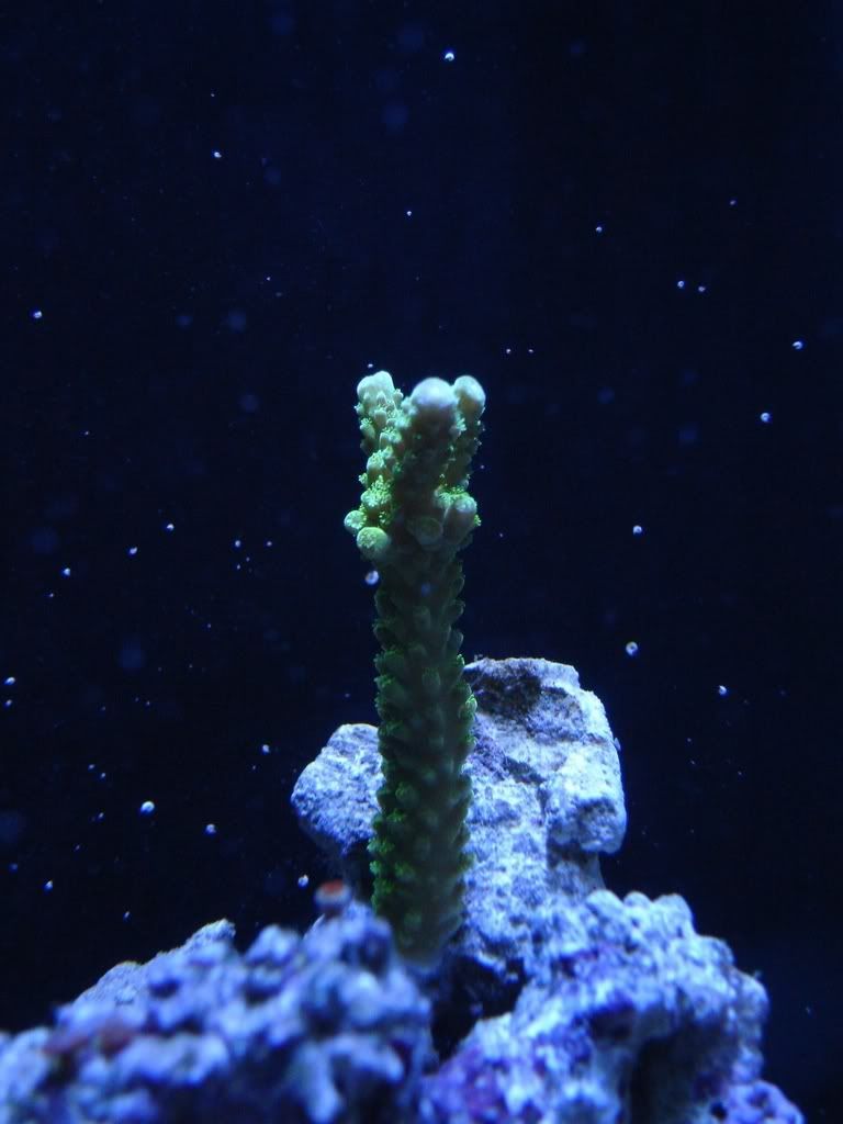 02-07-07Slimer.jpg