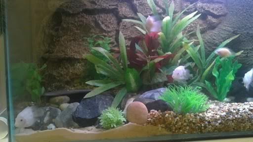 mixedsubstrateaquarium2.jpg