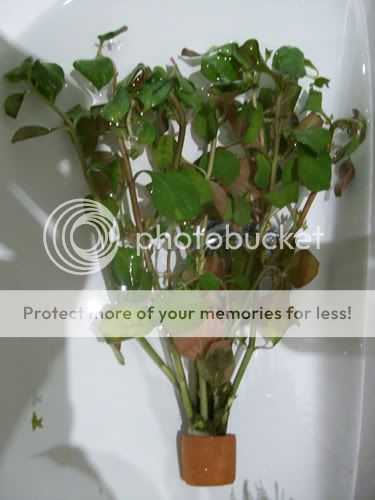 plant1.jpg
