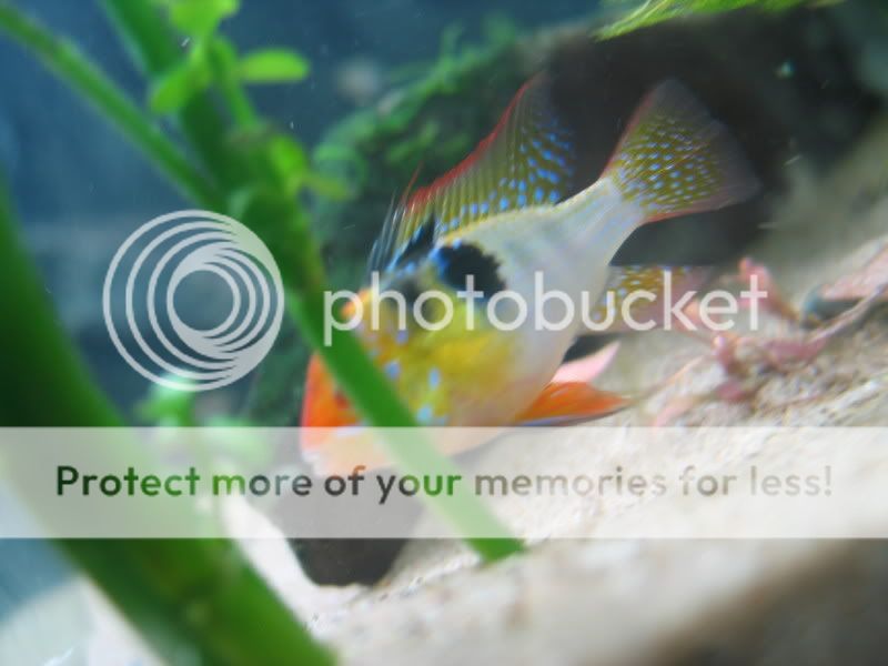 Fish033.jpg