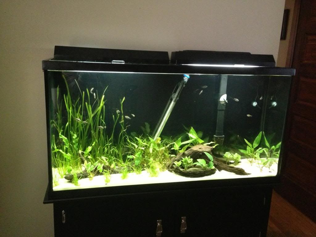 fishtankfish.jpg