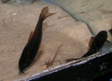 Blackcorys6.jpg