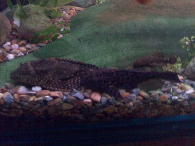 Plecs.jpg
