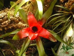 Flower7.jpg
