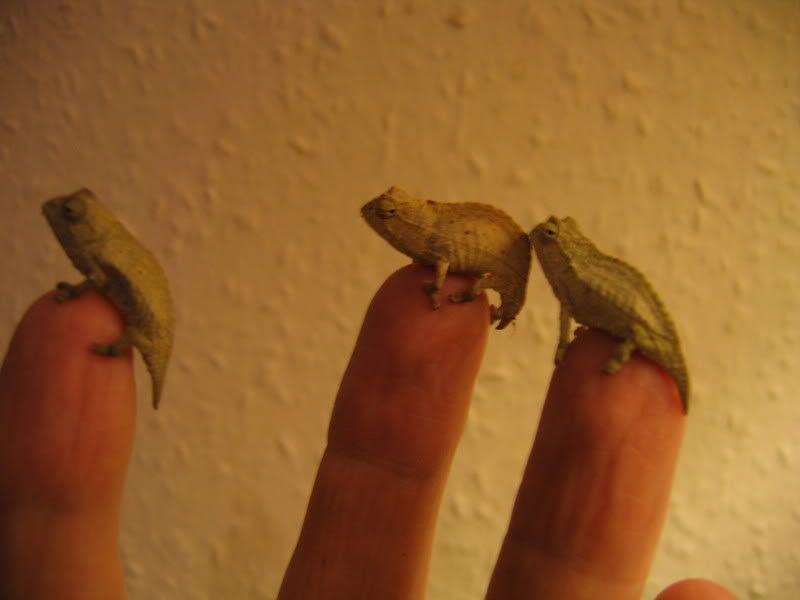 pygmy001.jpg
