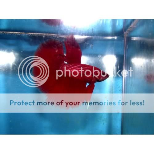 Super-Red-OHM-male2029b-500x500.jpg