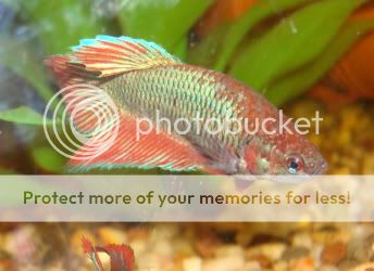 femalebettas006.jpg