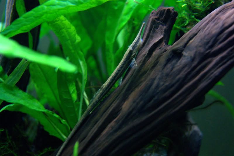 twig.jpg