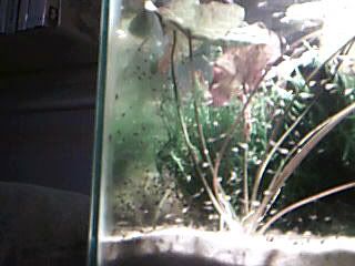Picture373-1.jpg
