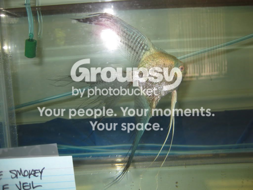 SpringFishExpo10018.jpg