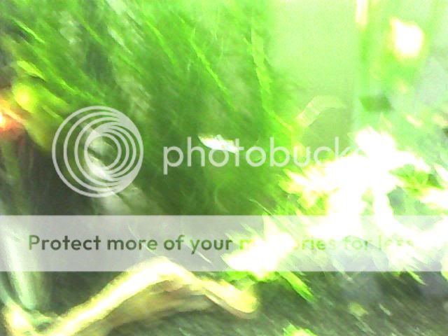 Image_00063-1.jpg