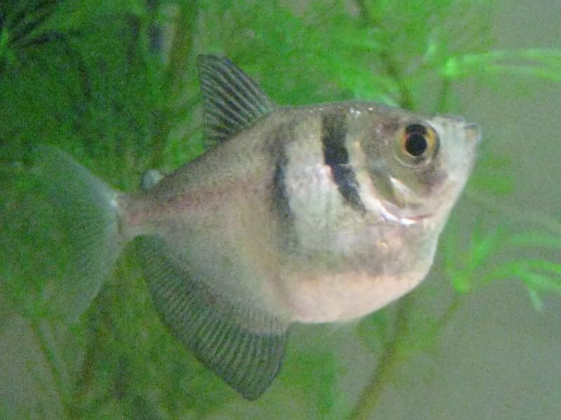 fish006.jpg