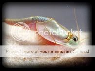 triops_1.jpg