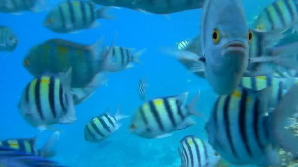 fish22.jpg