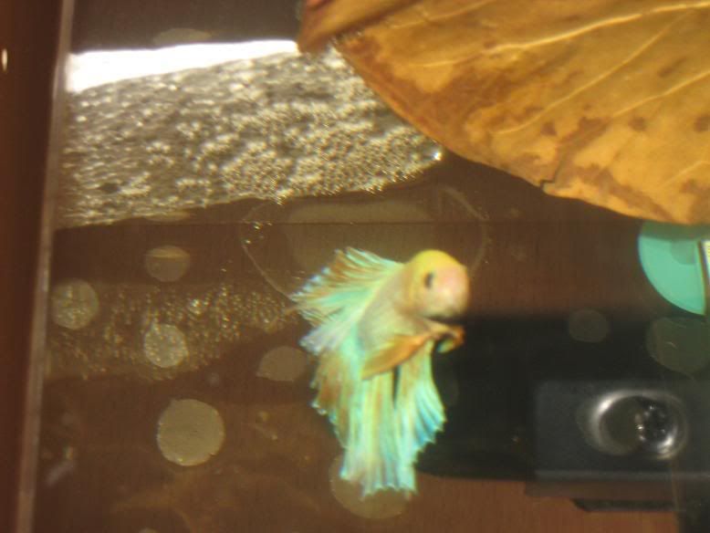 fish347.jpg